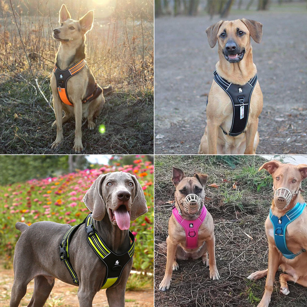 Pettorina per Cani Truelove Sp - Outdoor Adventure Xl recensione e prezzo